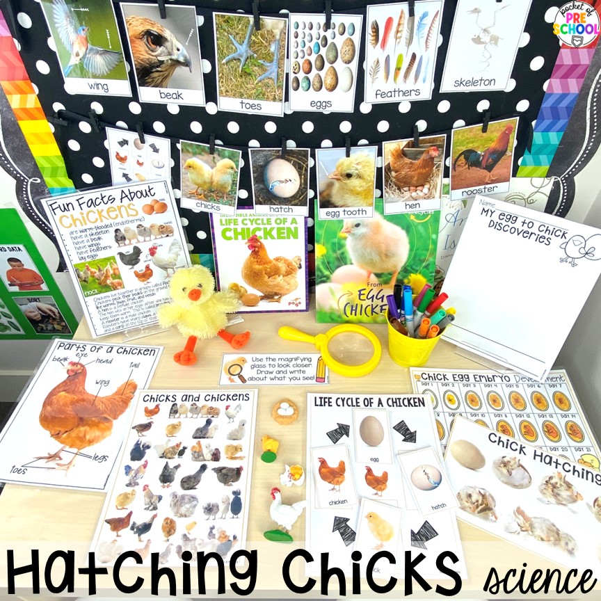 Hatching Chicks Science! Perfect for an Easter or spring theme in a preschool, pre-k, or kindergarten classroom.