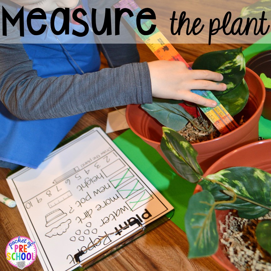 Measure the plants in the Garden Shop Dramatic Play for a spring theme, Mother's Day theme, or summer theme when everything is growing and blooming. Any preschool, pre=k, and kindergarten kiddos will LOVE it (and learn a ton too). #flowershop #gardenshop #presschool #prek #dramaticplay