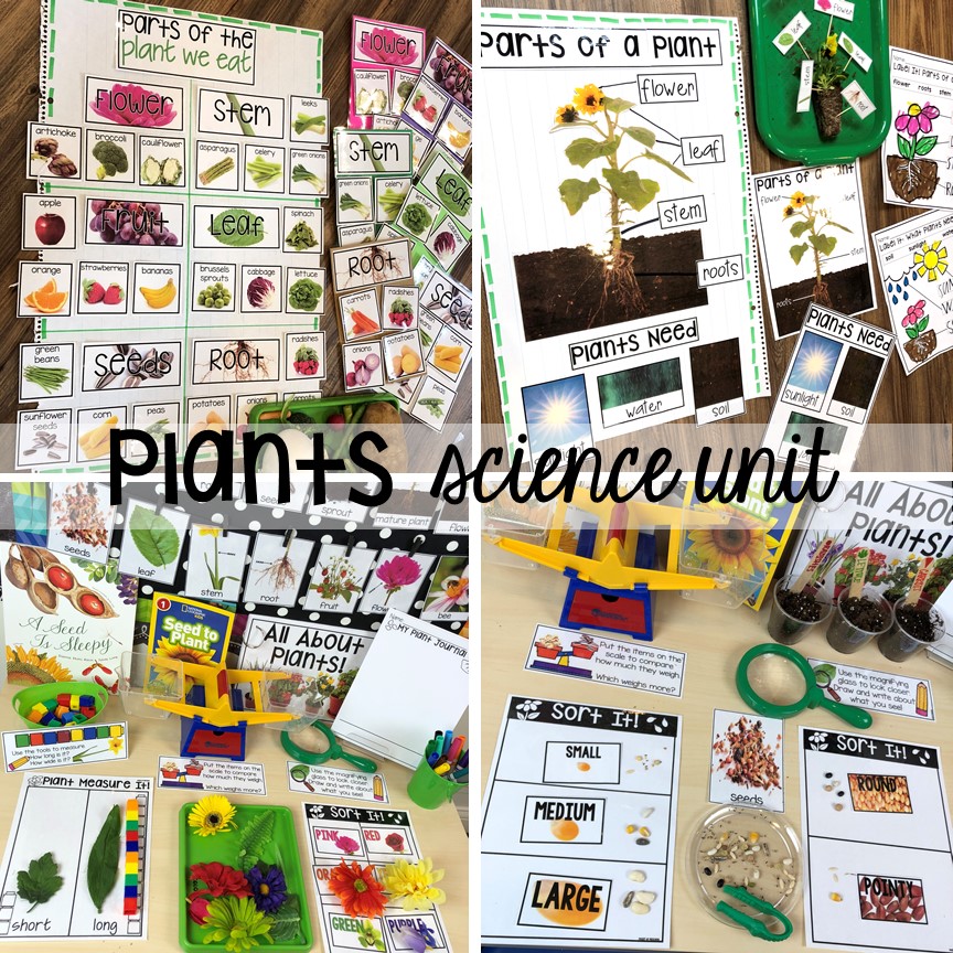 Plants science unit for preschool, pre-k, and kindergarten #preschoolscience #sciencecenter #prekscience #kindergartenscience