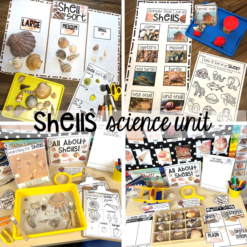 Shells science unit for preschool, pre-k, and kindergarten #preschoolscience #sciencecenter #prekscience #kindergartenscience