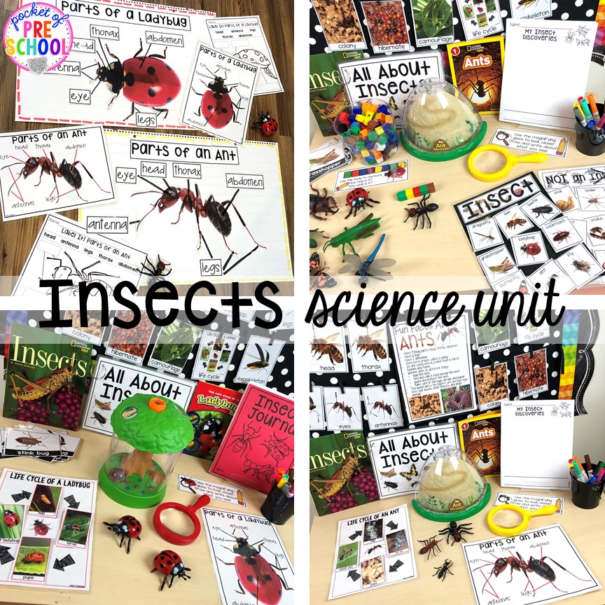 Insects science unit (with a focus on ants or ladybugs) for preschool, pre-k, and kindergarten #preschoolscience #sciencecenter #prekscience #kindergartenscience