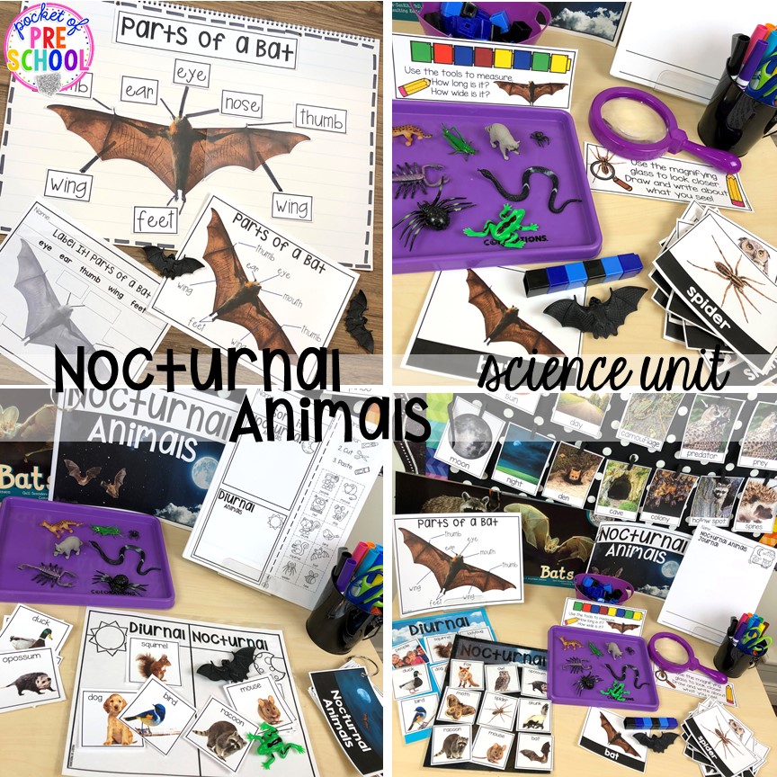 Nocturnal animals science unit (focus on bats) fun for Halloween for preschool, pre-k, and kindergarten #preschoolscience #sciencecenter #prekscience #kindergartenscience